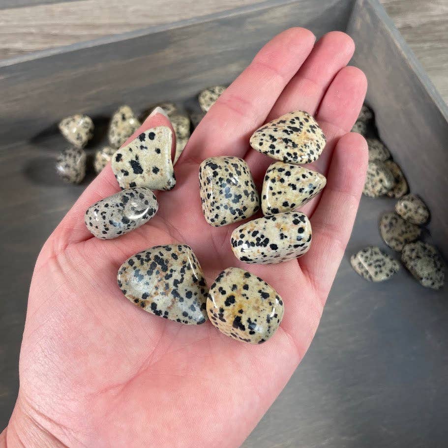 Dalmatian Jasper Tumbled Stones – 1 lb Wholesale Lot