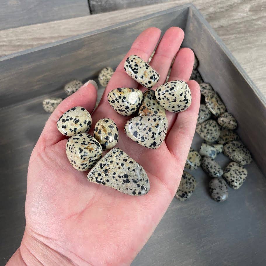 Dalmatian Jasper Tumbled Stones – 1 lb Wholesale Lot