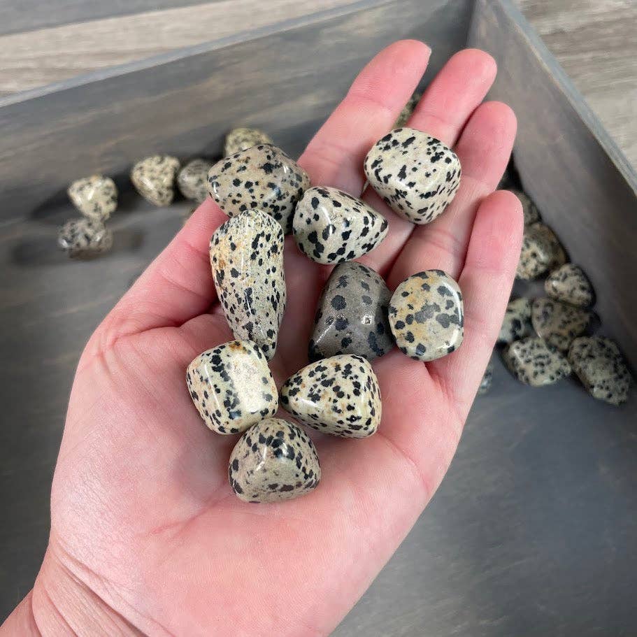 Dalmatian Jasper Tumbled Stones – 1 lb Wholesale Lot