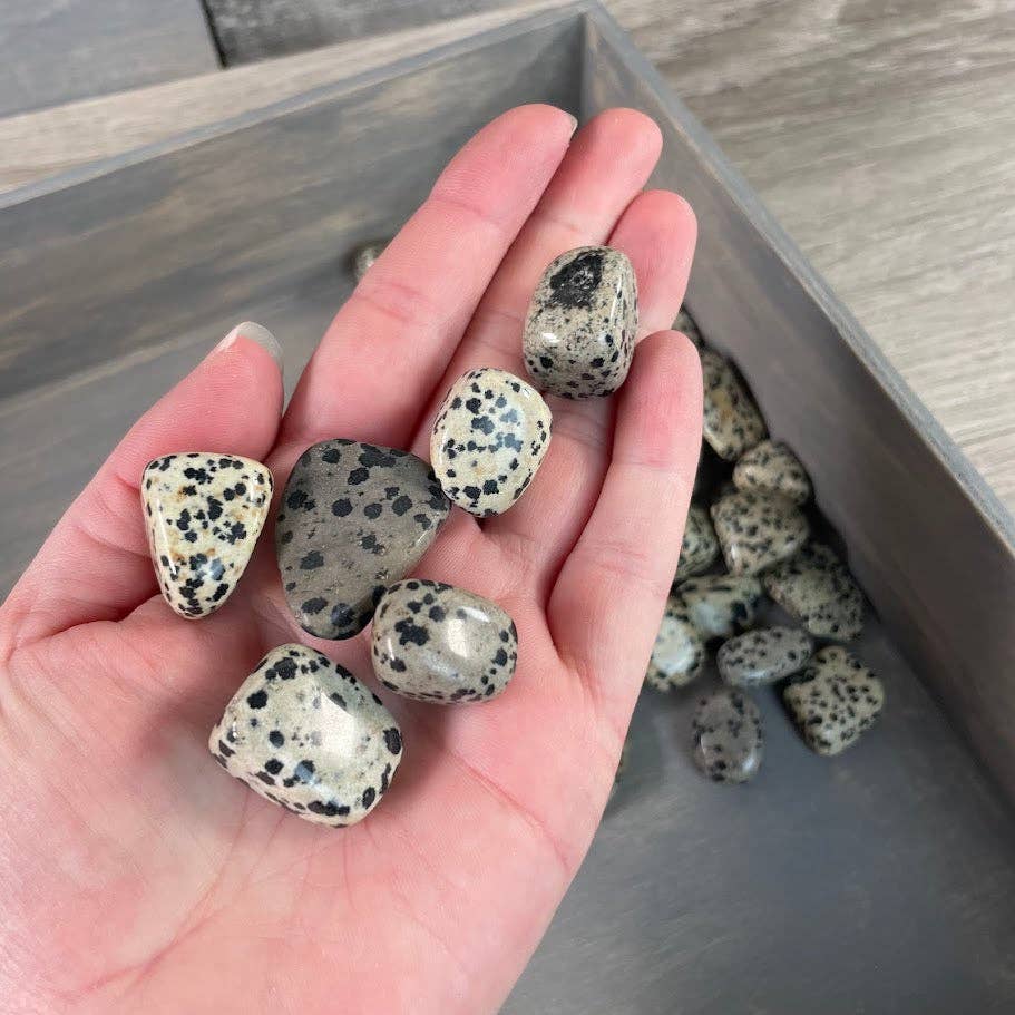 Dalmatian Jasper Tumbled Stones – 1 lb Wholesale Lot
